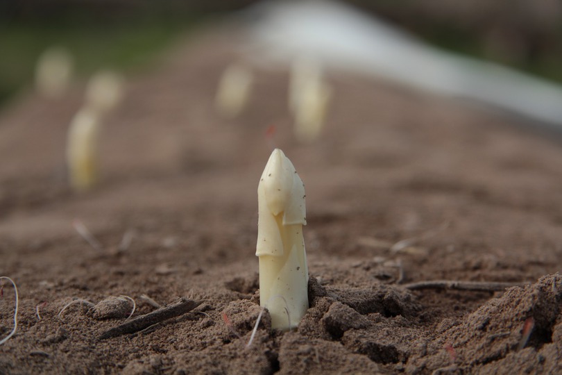 Asperge