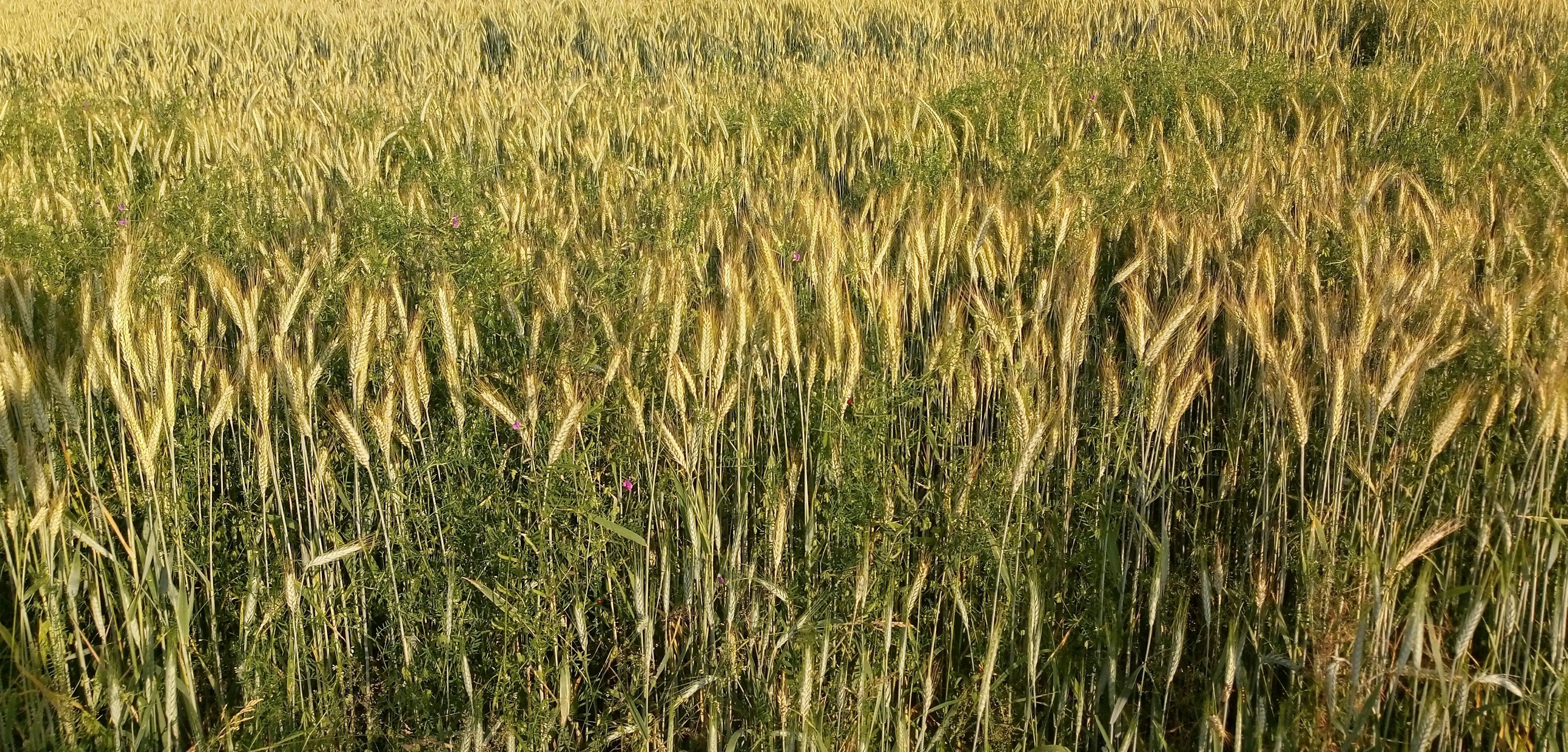 Champ de blé