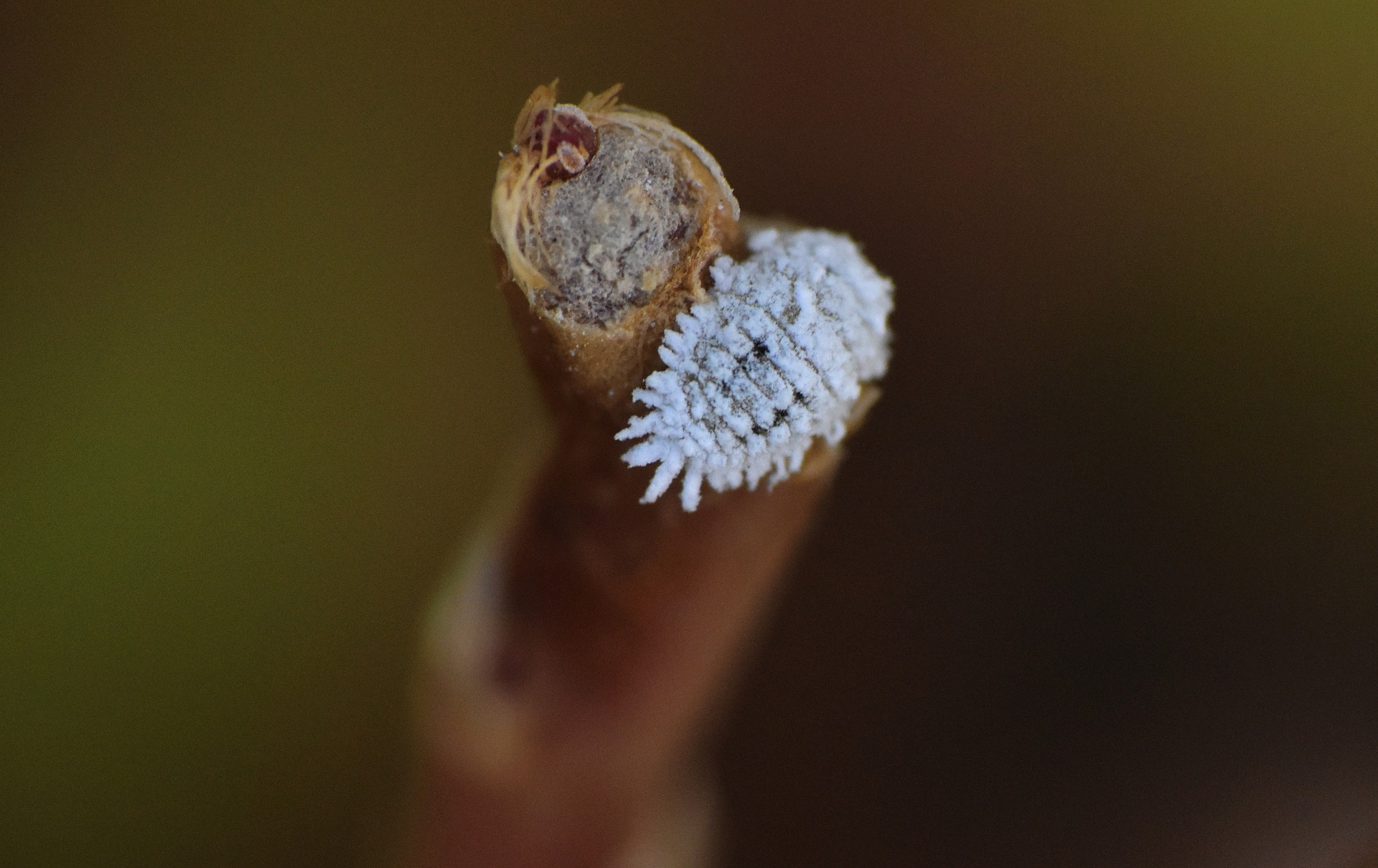 COCHENILLE