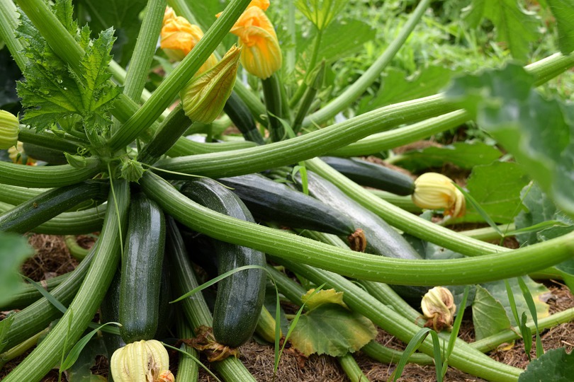 Courgette