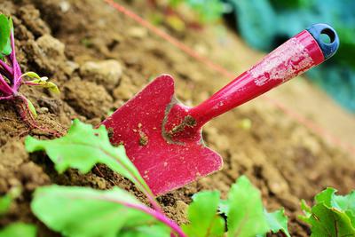 gardening-2448134_960_720