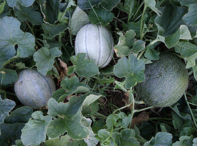 Melon