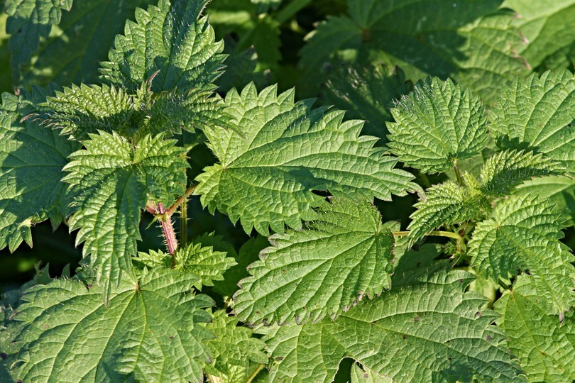 Traitement bio maladie des gazons - Planète Agrobio