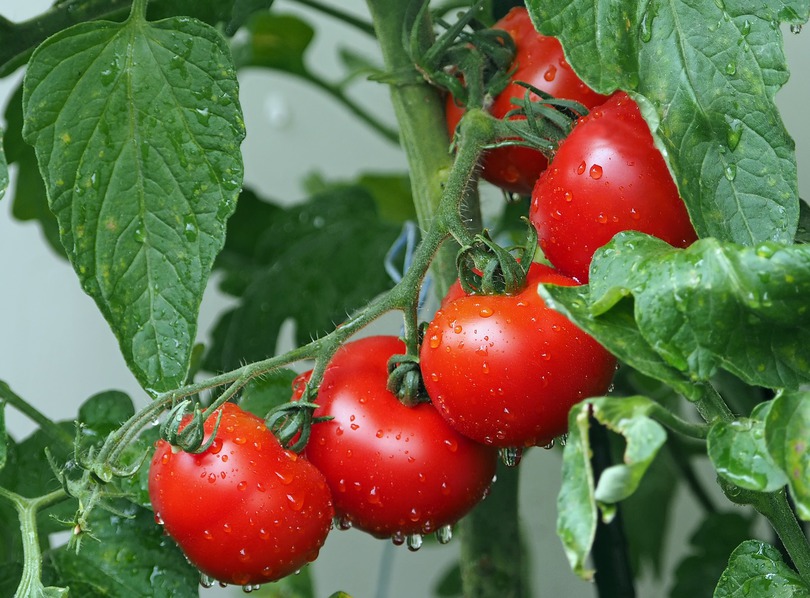 Photo tomates