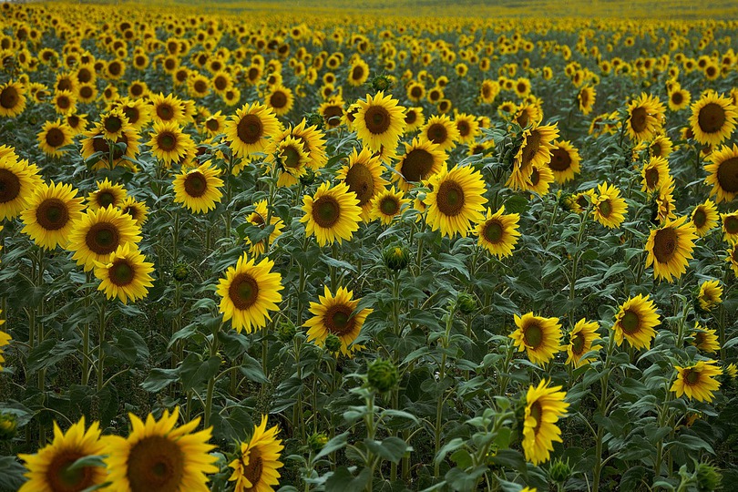 Tournesol