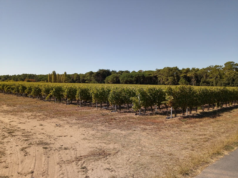 Vignes 2